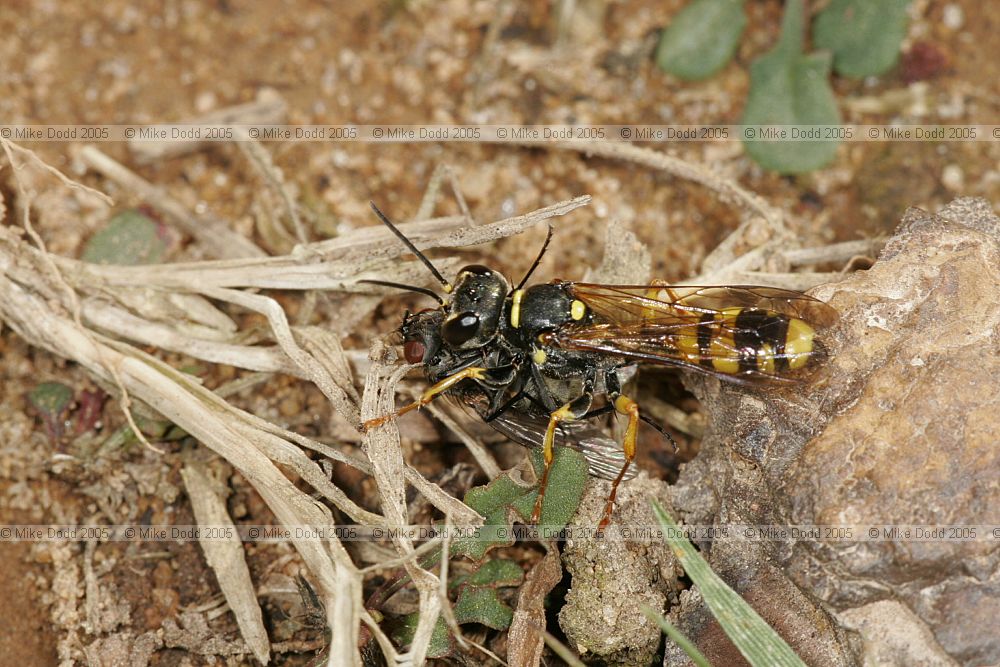 Mellinus arvensis with fly as prey