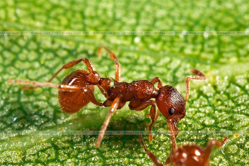 Myrmica rubra Red Ant