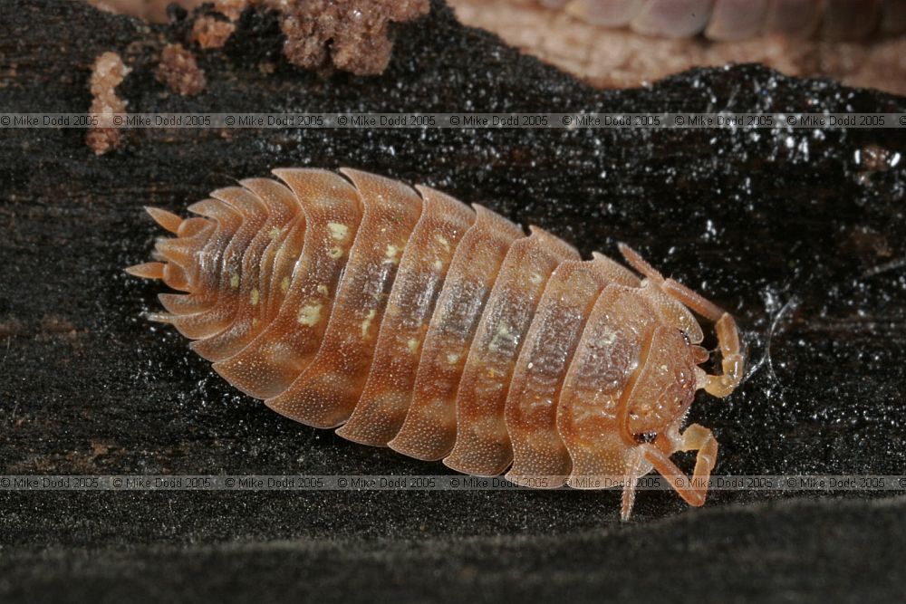 Oniscus asellus common shiny woodlouse Not the most typical form.