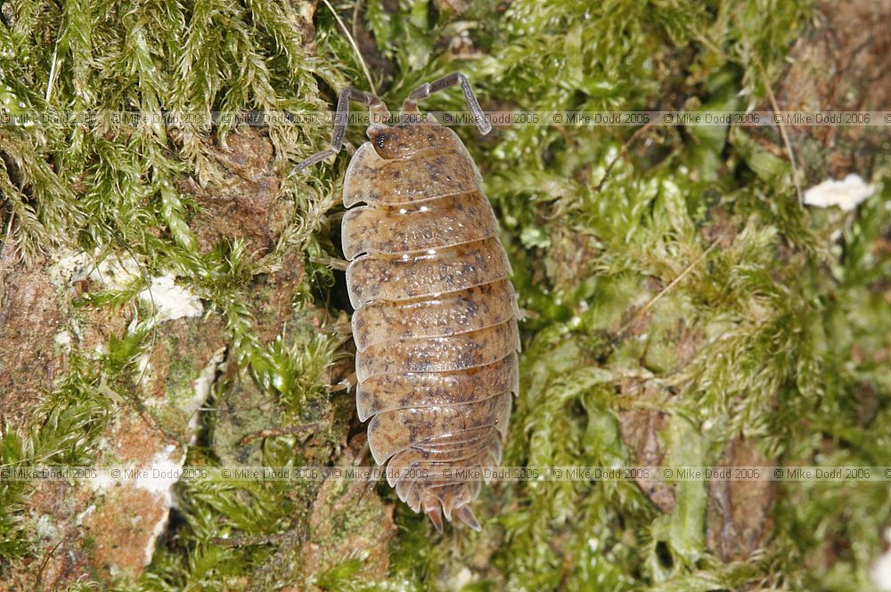 Oniscus asellus Common shiny woodlouse