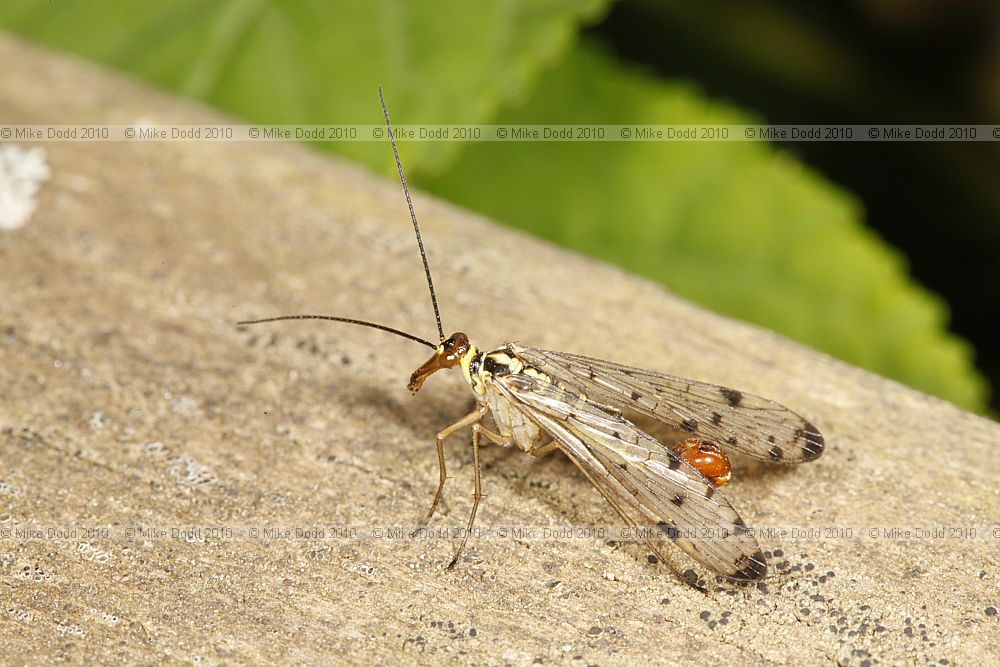 Panorpa germanica scorpionfly