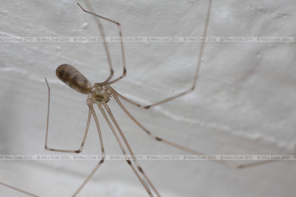 Pholcus phalangioides Spindly spider
