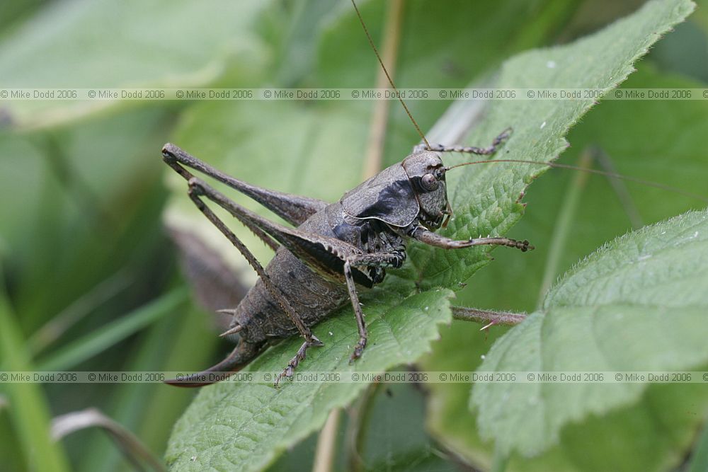 Pholidoptera griseoaptera Dark bush cricket
