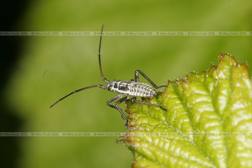 Plant bug juvenile