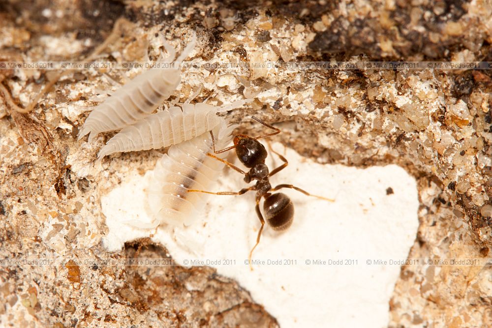 Platyarthrus hoffmannseggii Ant Woodlouse with Black Garden Ant (Lasius niger/platythorax)