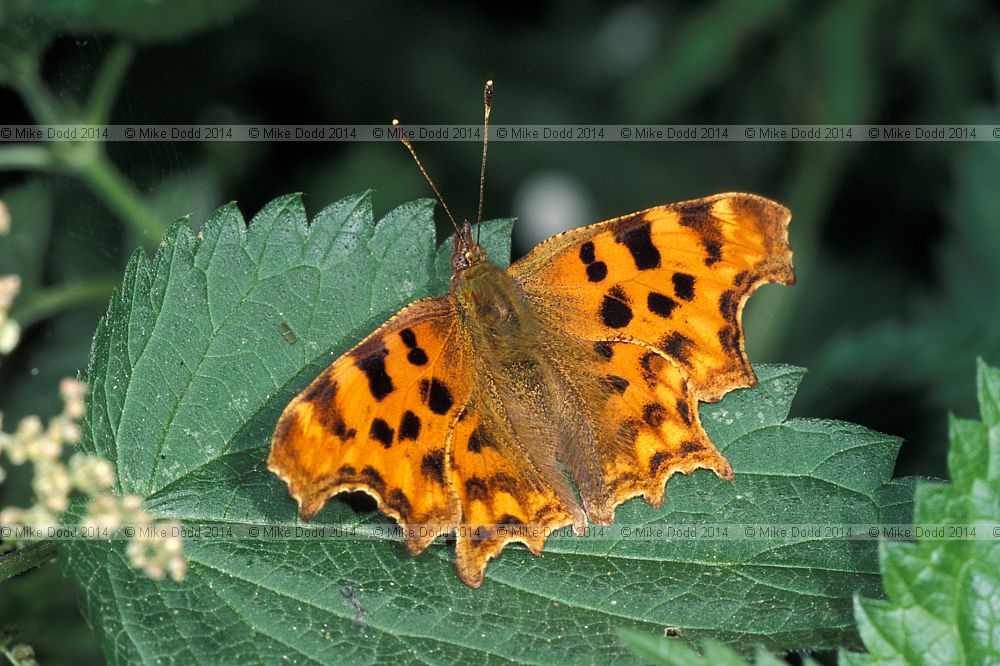 Polygonia c-album Comma butterfly