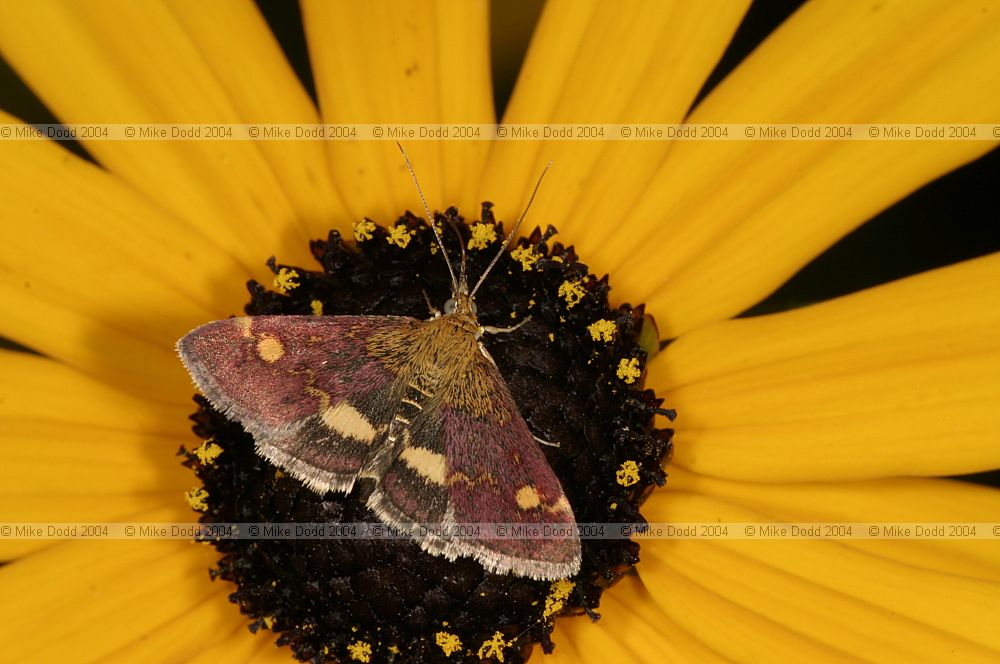 Pyrausta aurata moth