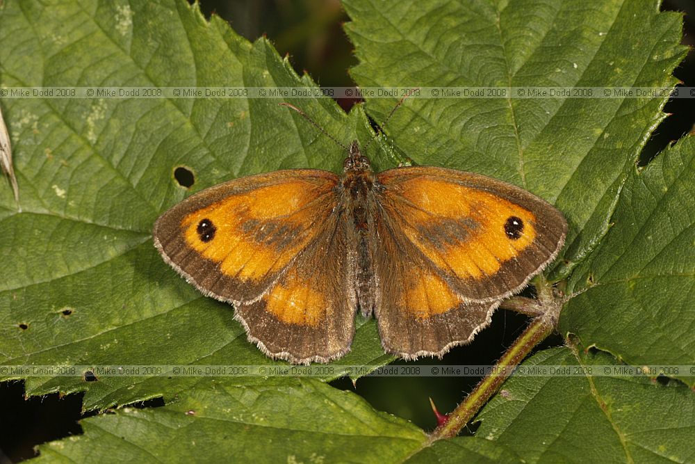 Pyronia tithonus Gatekeeper butterfly