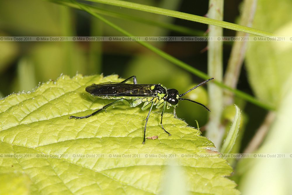 Rhogogaster viridis Sawfly