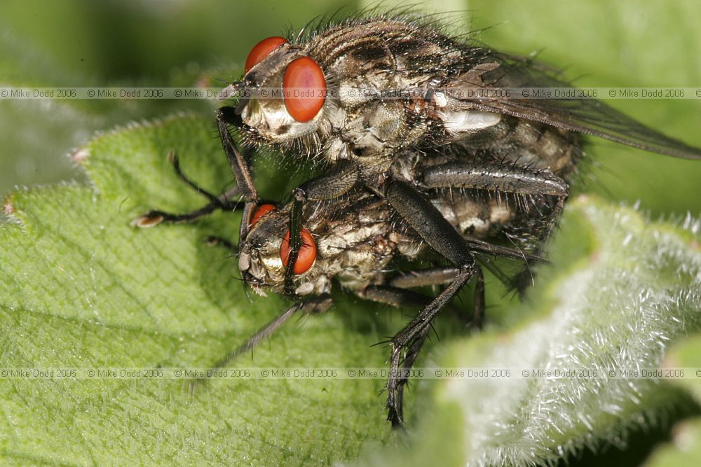 Sarcophaga carnaria Flesh-fly