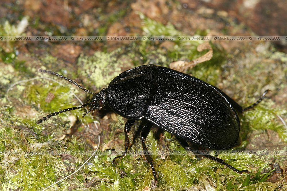 Silpha atrata Black snail beetle
