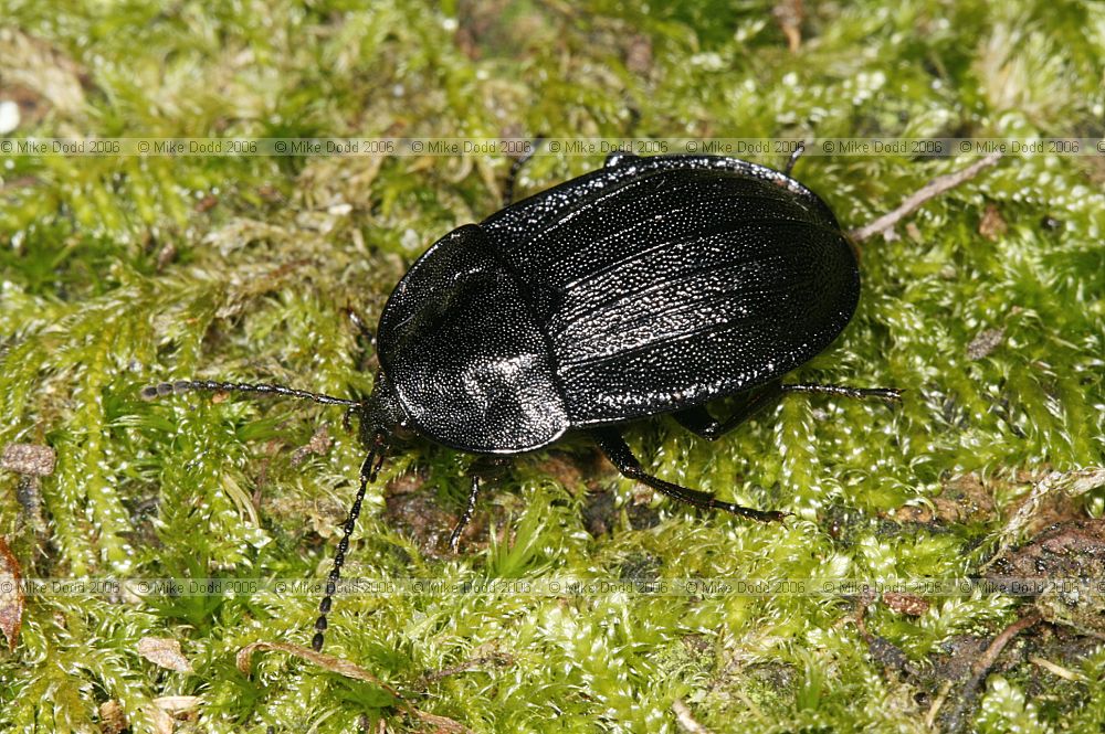 Silpha atrata Black snail beetle