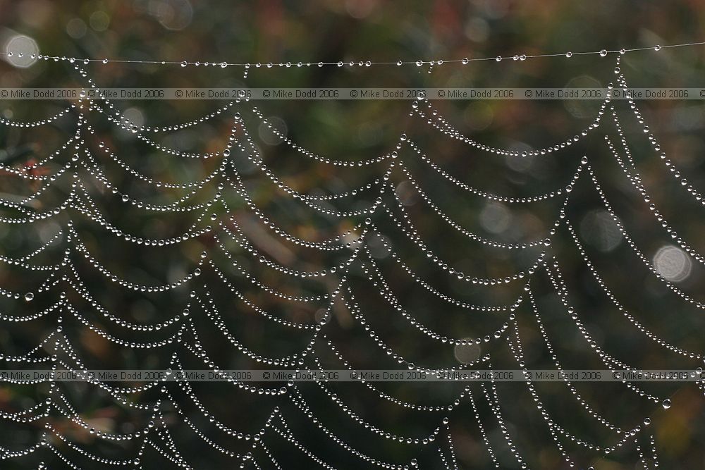 Spiders web and dew