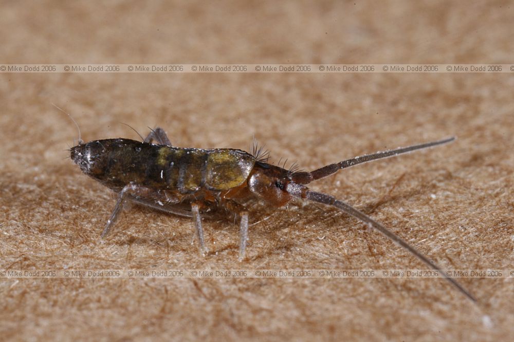 Springtail collembola