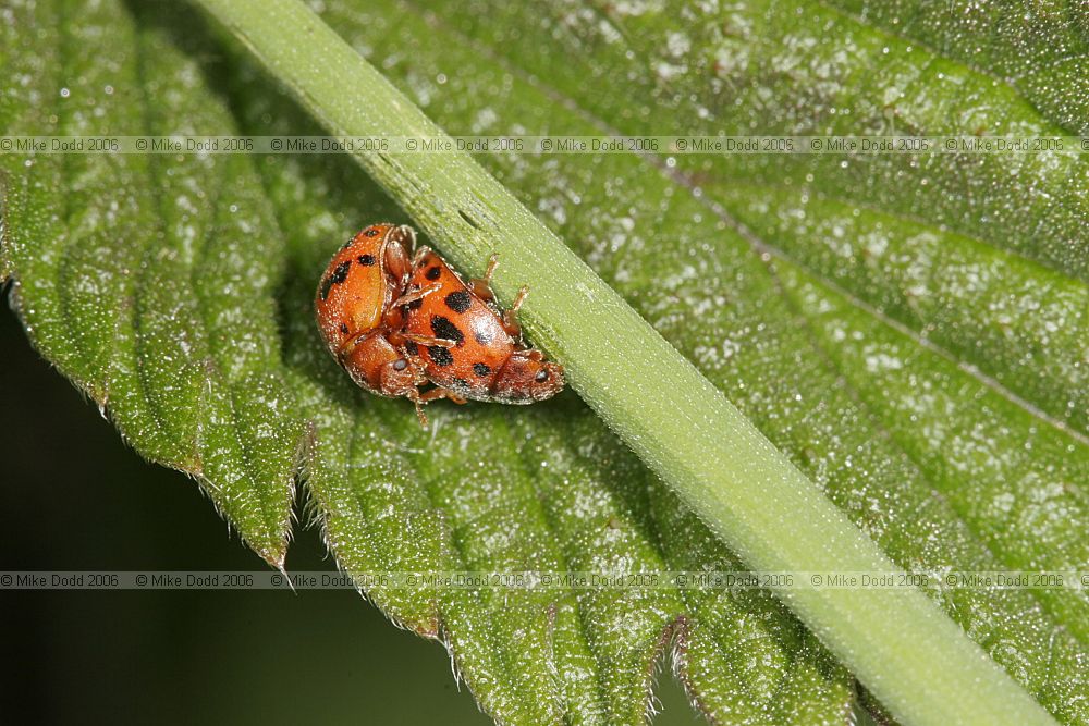 Subcoccinella 24-punctata 24 spot ladybird