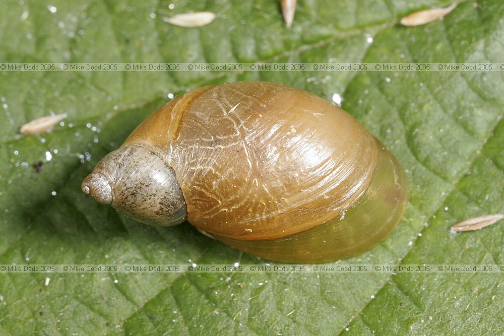 Succinea Amber snail