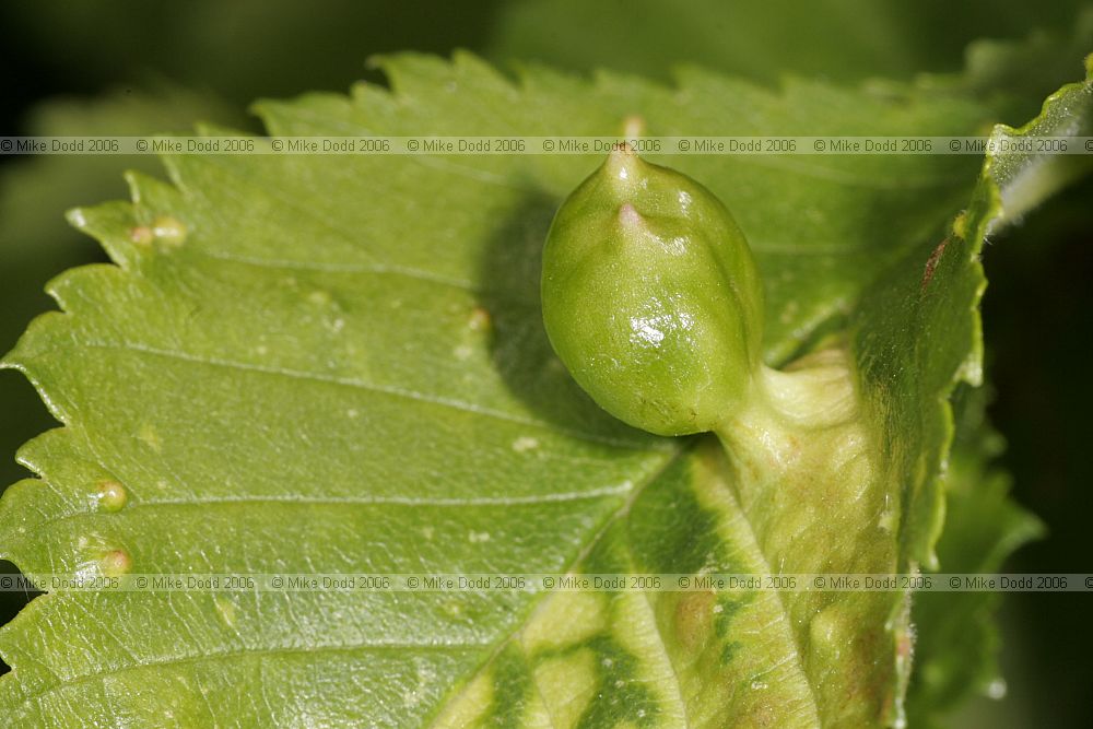 Fig gall on elm leaf caused by mites Tetraneura ulmi