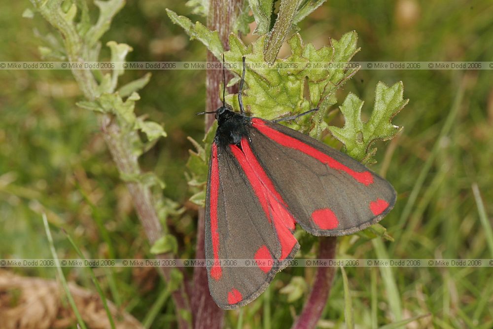 Tyria jacobaeae Cinnabar moth