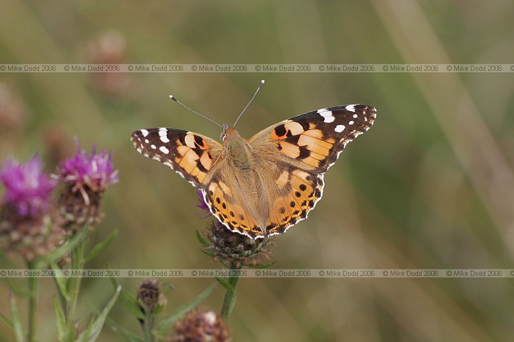 Vanessa cardui Painted lady butterfly