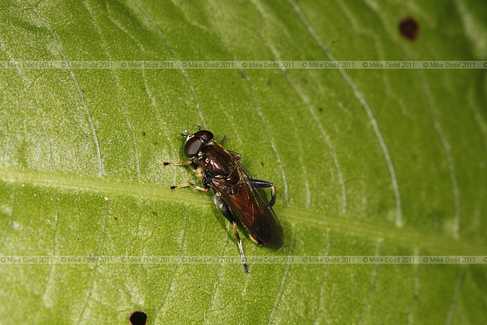 Xylota segnis a hoverfly