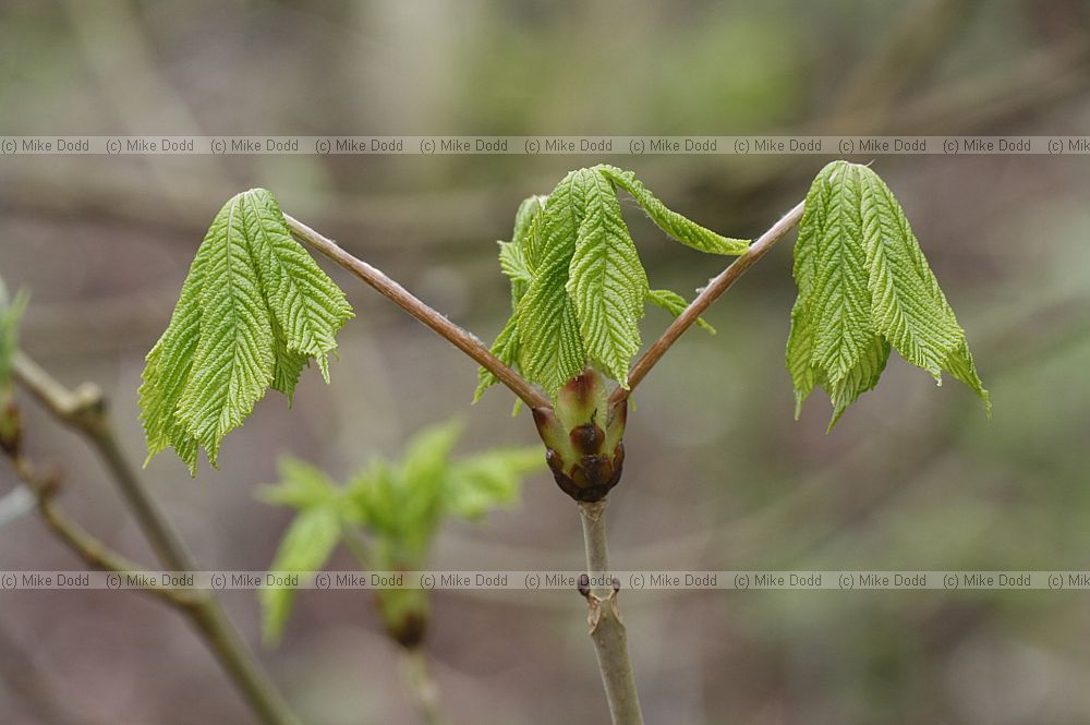 Aesculus hippocastanum Horse chestnut leaves emerging in spring