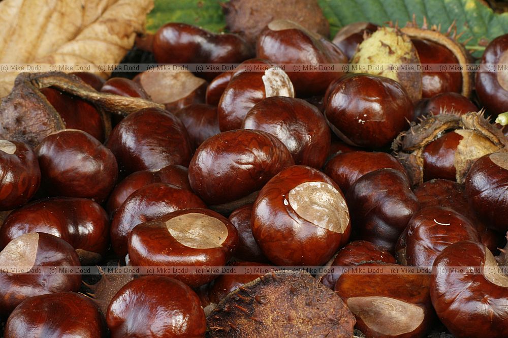 Conkers seeds of Horse chestnut Aesculus hippocastanum