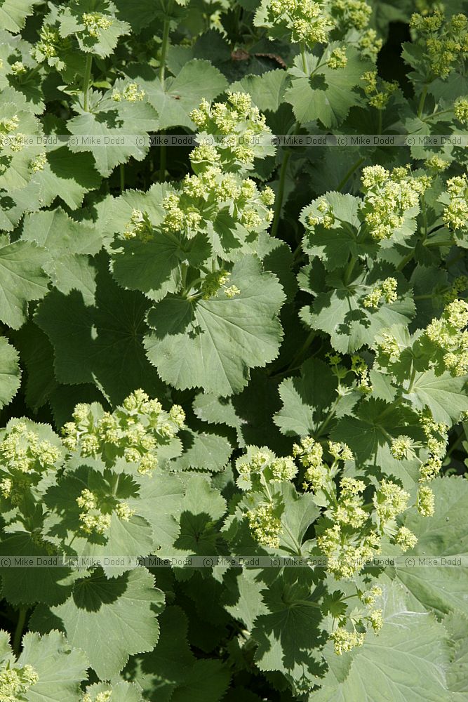 Alchemilla Lady's mantle outside Durham naturalist's trust visitor centre upper teesdale