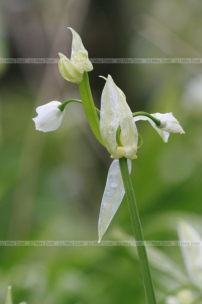 Allium paradoxum Few-flowered Garlic