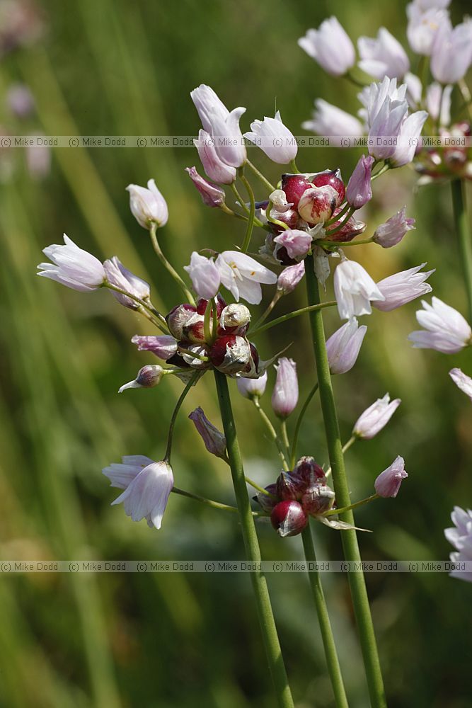 Allium roseum Rosy Garlic