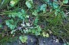 Apium innundatum Pilularia globulifera Lesser Marshwort and Pillwort
