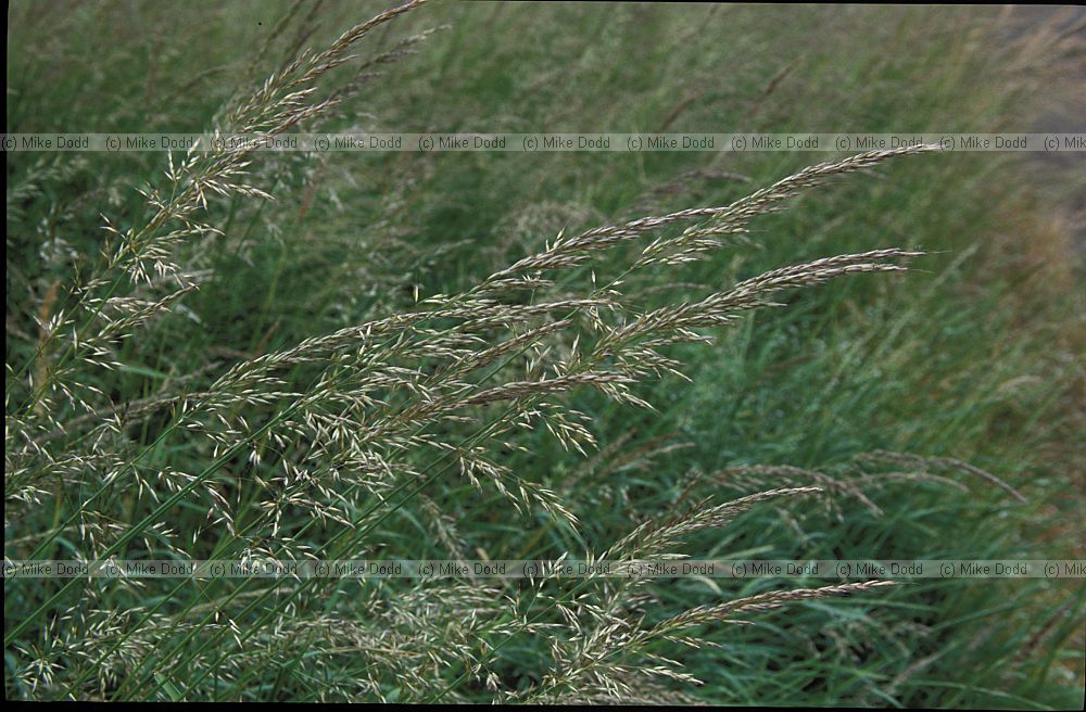 Arrhenatherum elatius False Oat-grass