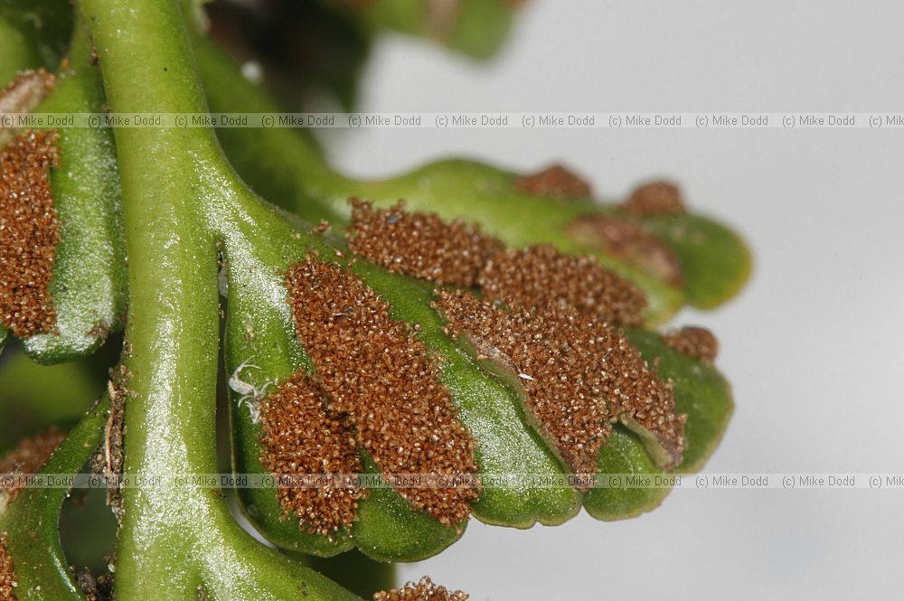 Asplenium marinum Sea Spleenwort