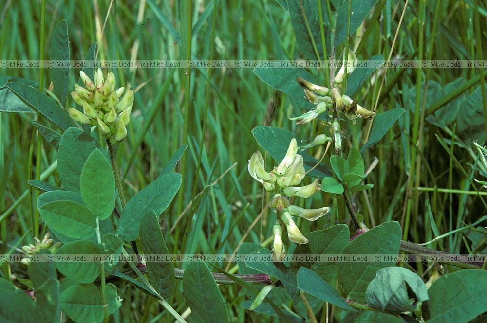 Astragalus glycyphyllos Wild Liquorice
