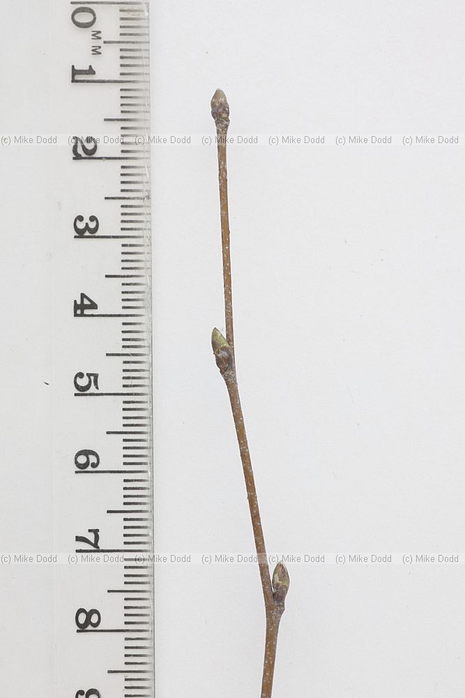 Betula pendula Silver Birch