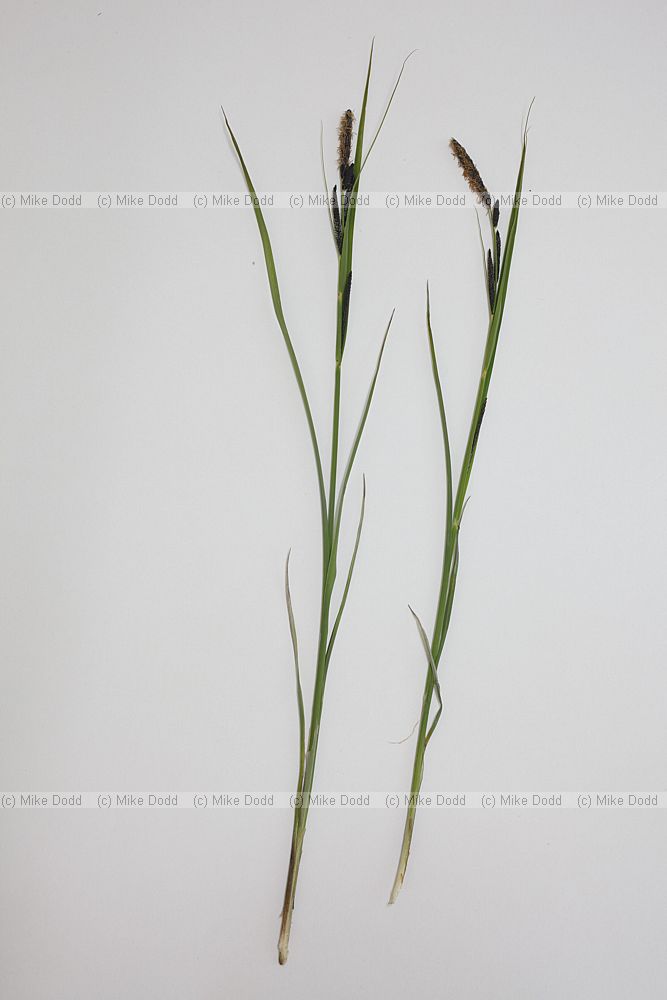 Carex acuta Slender Tufted Sedge