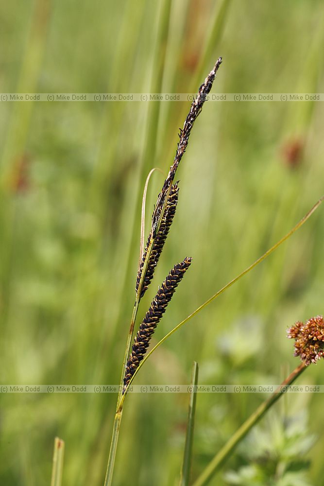 Carex acuta Slender Tufted Sedge (slightly atypical form)