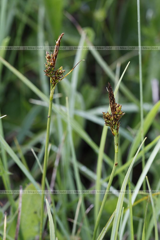 Carex caryophyllea Spring Sedge