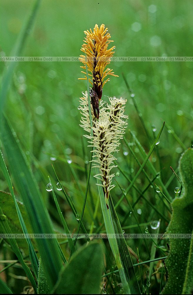 Carex nigra Common Sedge
