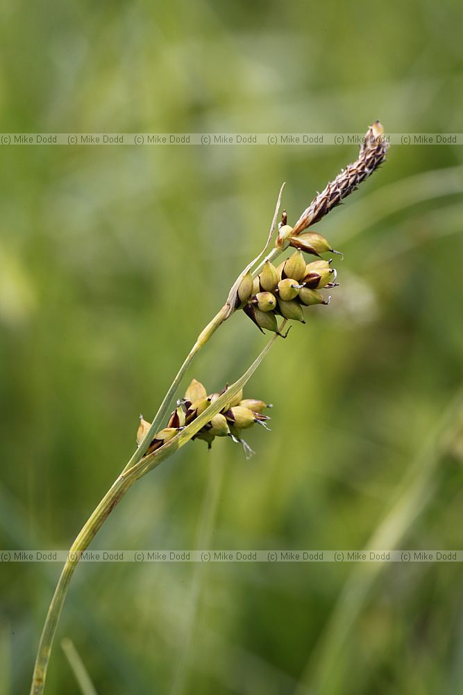 Carex panicea Carnation Sedge