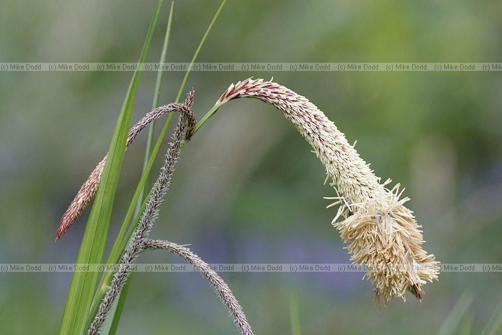 Carex pendula Pendulous Sedge
