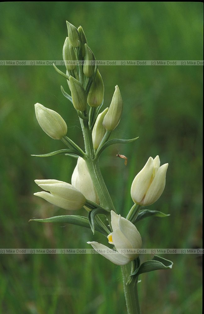 Cephalanthera damsonium White Helleborine