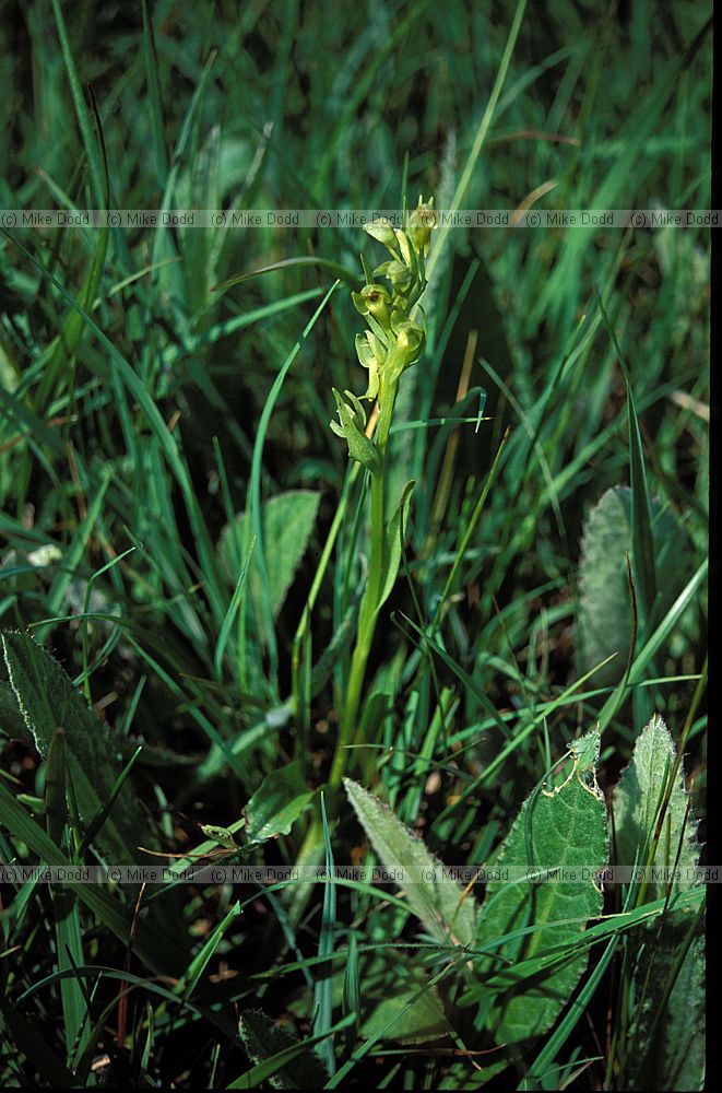 Hybrid orchid Coeloglossum x Dactylorhiza