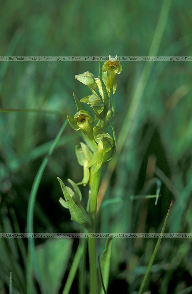 Hybrid orchid Coeloglossum x Dactylorhiza