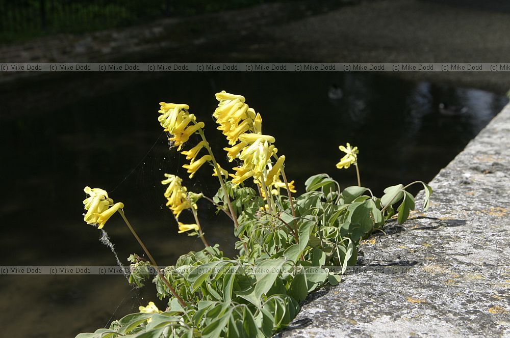 Pseudofumaria lutea Yellow Corydalis