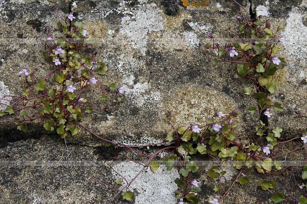 Cymbalaria muralis Ivy-leaved Toadflax