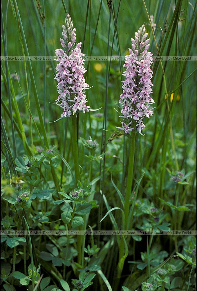 Dactylorhiza fuchsii Common Spotted Orchid