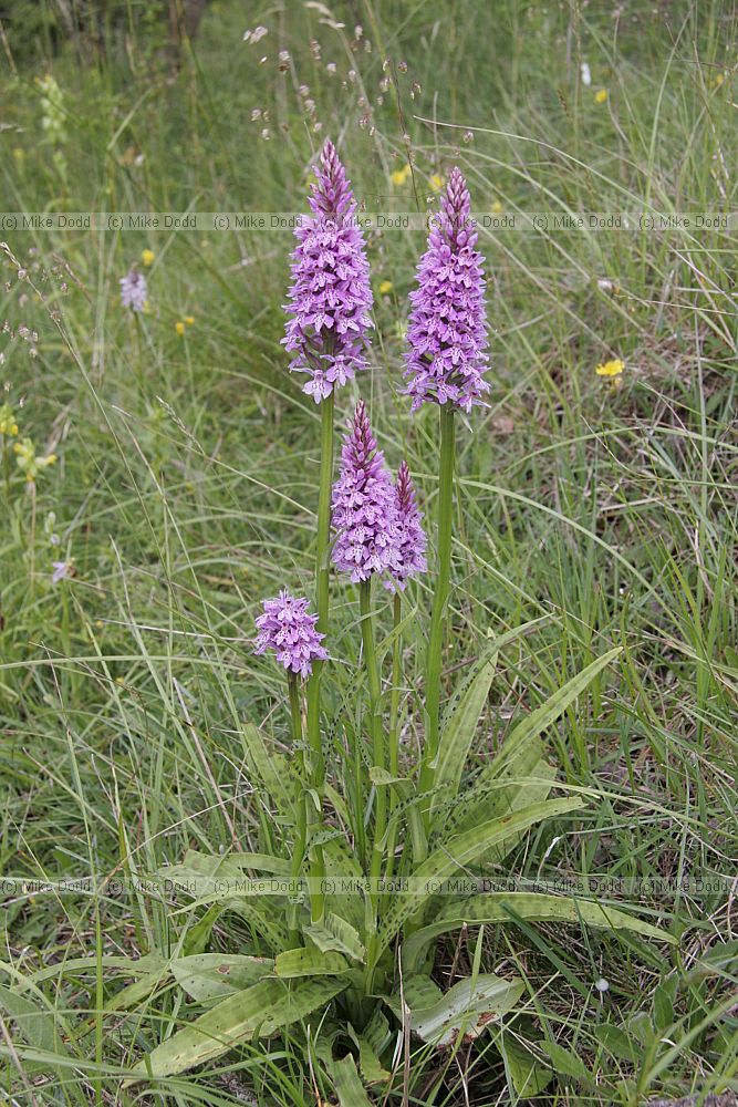 Dactylorhiza fuchsii Common spotted orchid