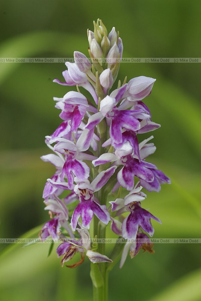 Dactylorhiza fuchsii Common spotted orchid hybrid possibly