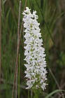 Dactylorhiza fuchsii Common spotted orchid white form