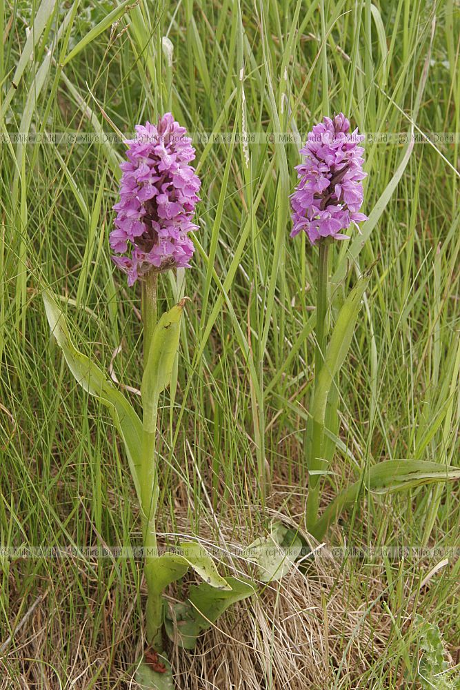 Dactylorhiza praetermissa Southern marsh orchid